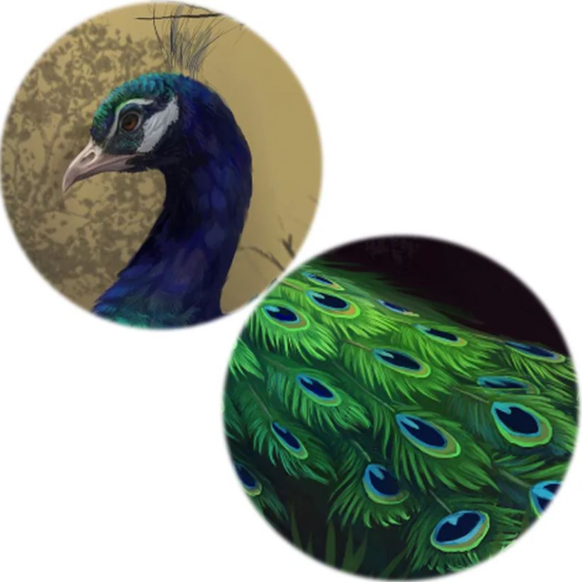 details of peacock wall art decor