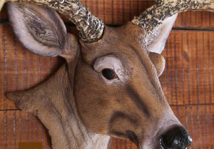 deer head wall decor 