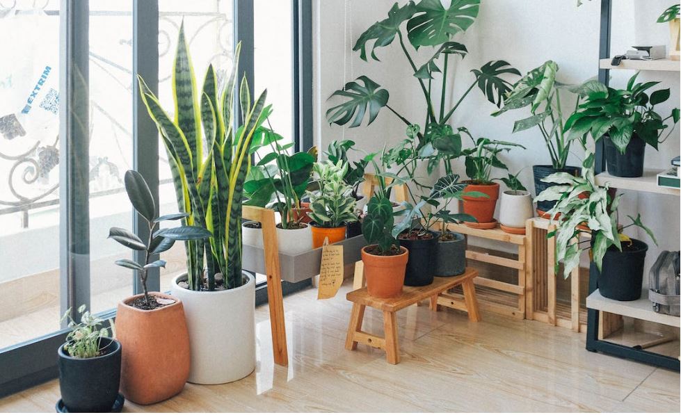 plants for Nigerian student room decoration ideas